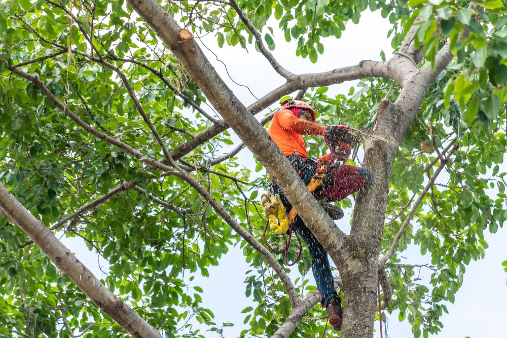 an arborist working in a tree to trim the weak branches