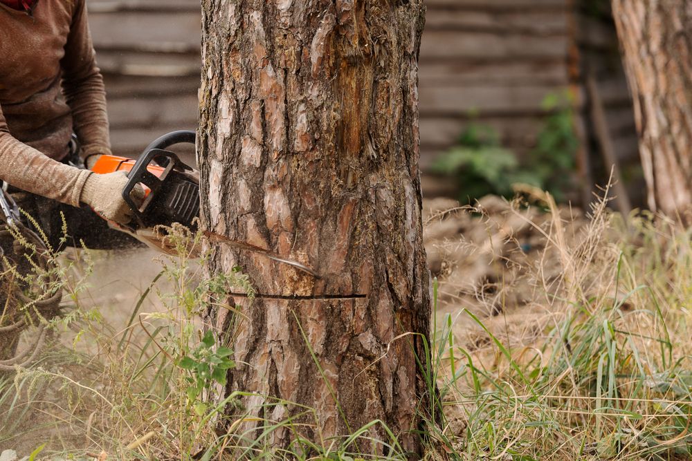 arborist using a tree trimming technique to fell a tree