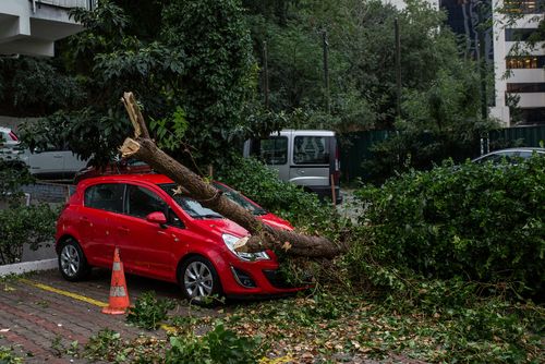 Car,Under,Fallen,Tree - Natural Disaster Response Plan